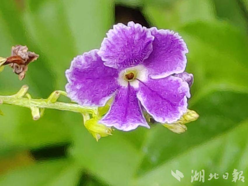 4521 com澳门威尼斯